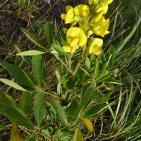 Crotalaria micans Link